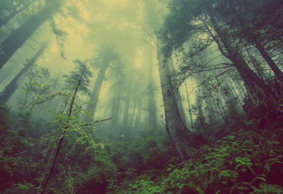blog-image