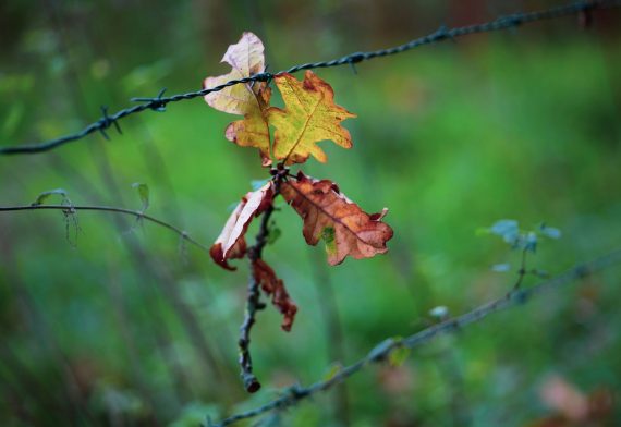 blog-image